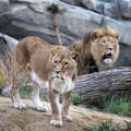 Lions in new enclosure