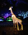 Two glowing giraffe statues standing in front of colorful trees.