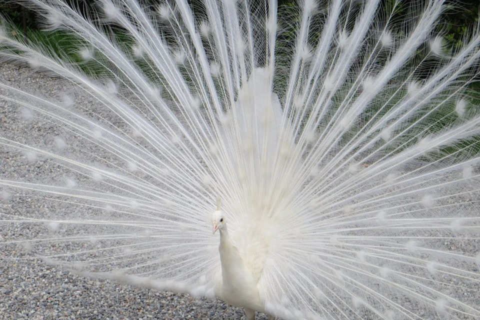 peacock