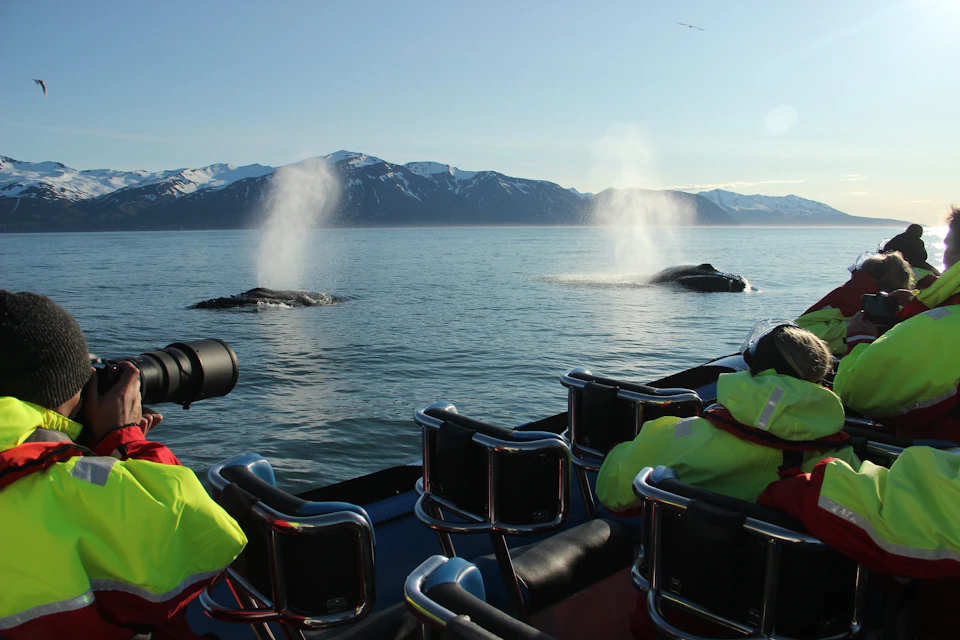 Two whales spouting near a boat with passengers in bright jackets, with snow-capped mountains in the background.