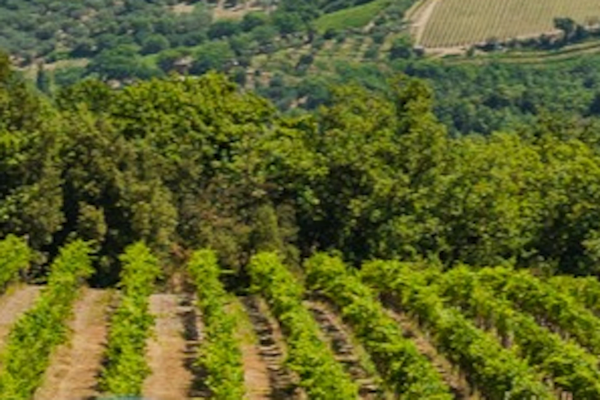 picnic in the vineyards with a bottle of wine
