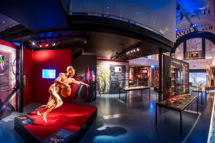 Boletos para la exhibición Body Worlds en Heidelberg
