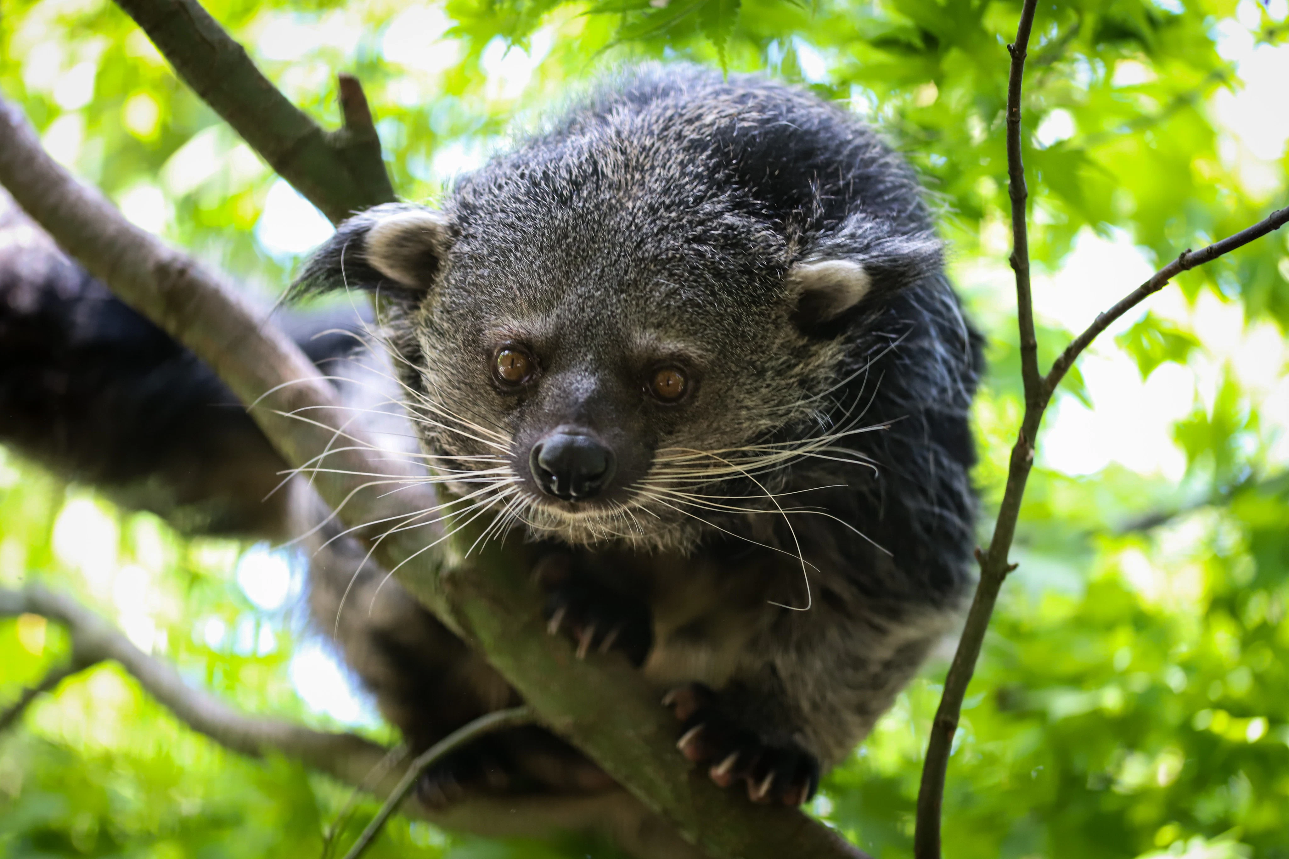 Berlin: Felidae Wildcat and Species Conservation Center Barnim Guided Tour