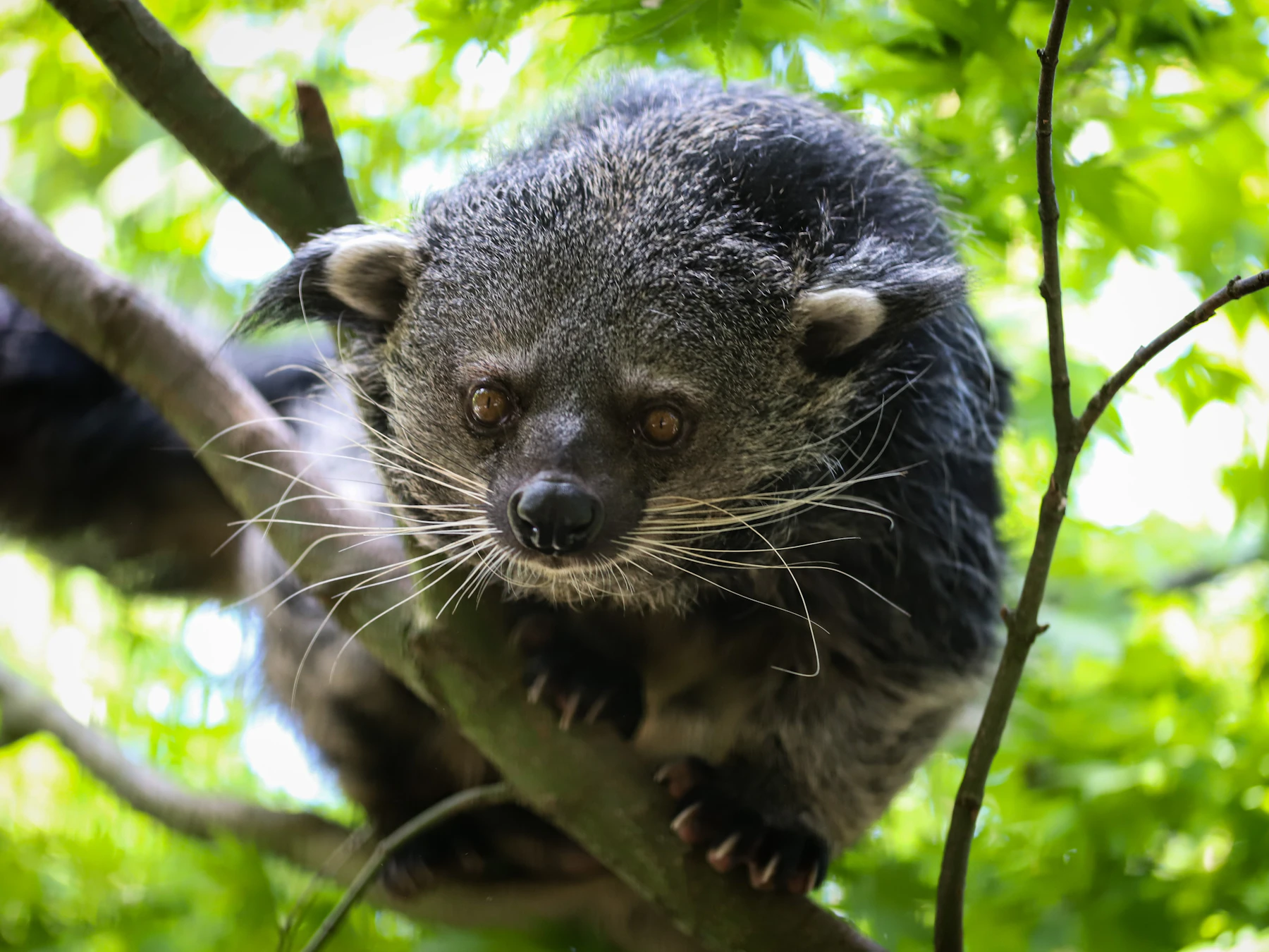 Berlin: Felidae Wildcat and Species Conservation Center Barnim Guided Tour