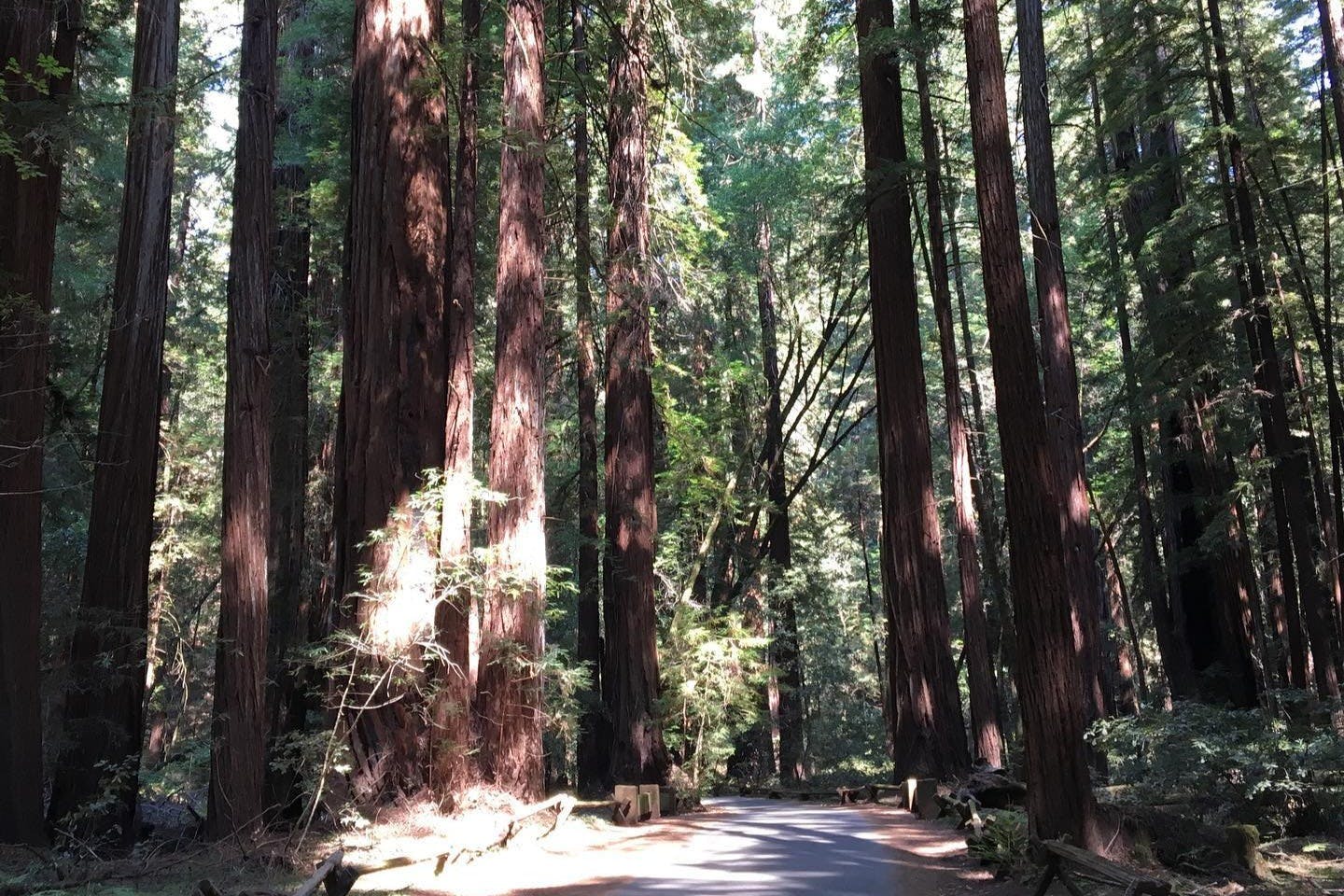 Monument national de Muir Woods