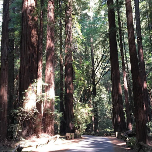 Muir Woods and Sausalito: Small-Group Tour