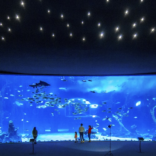 Poema del Mar - Aquarium Gran Canaria: Skip The Line