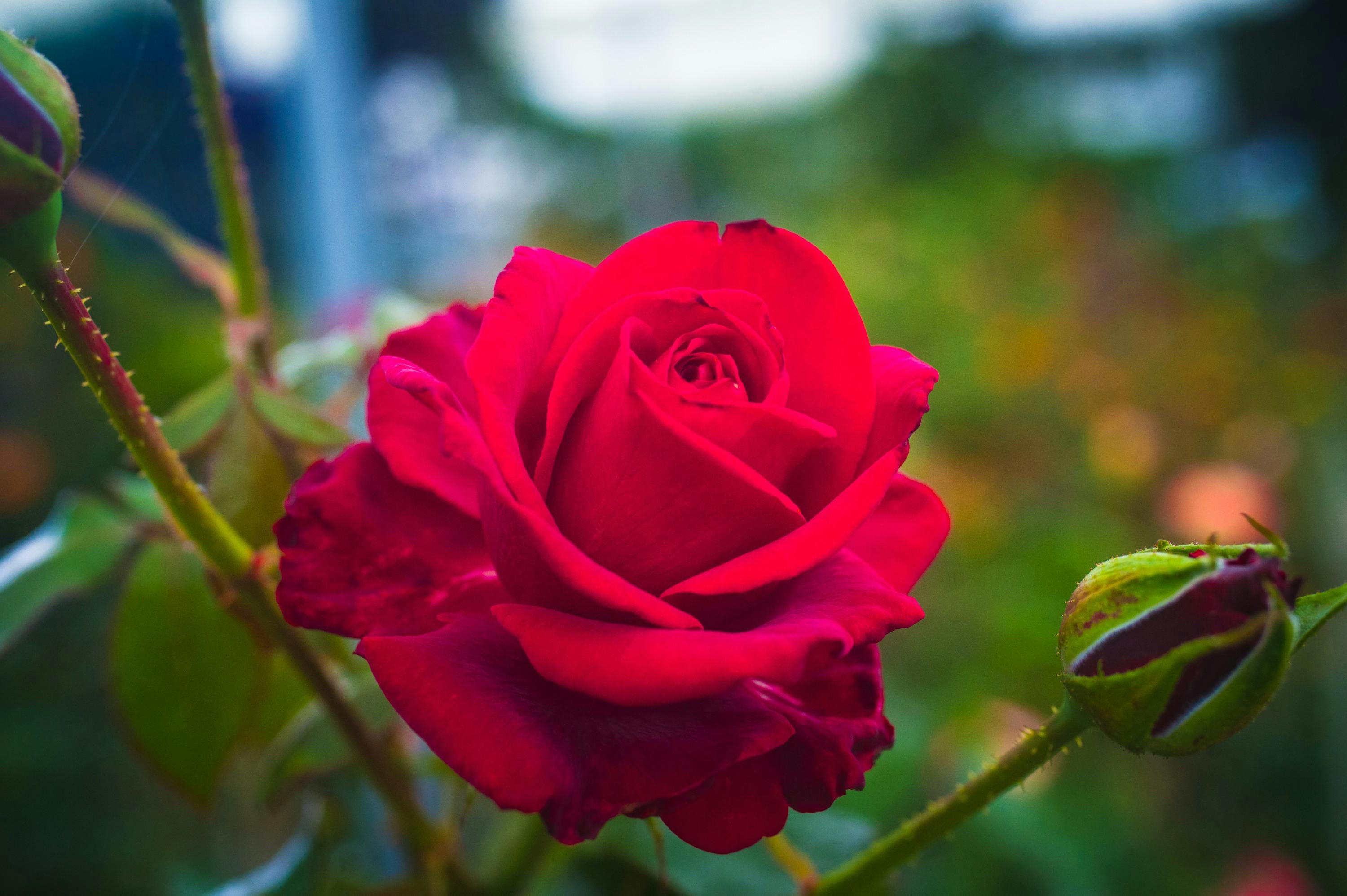 Close-up of a red rose in bloom next to an unopened bud, with a blurred garden background.