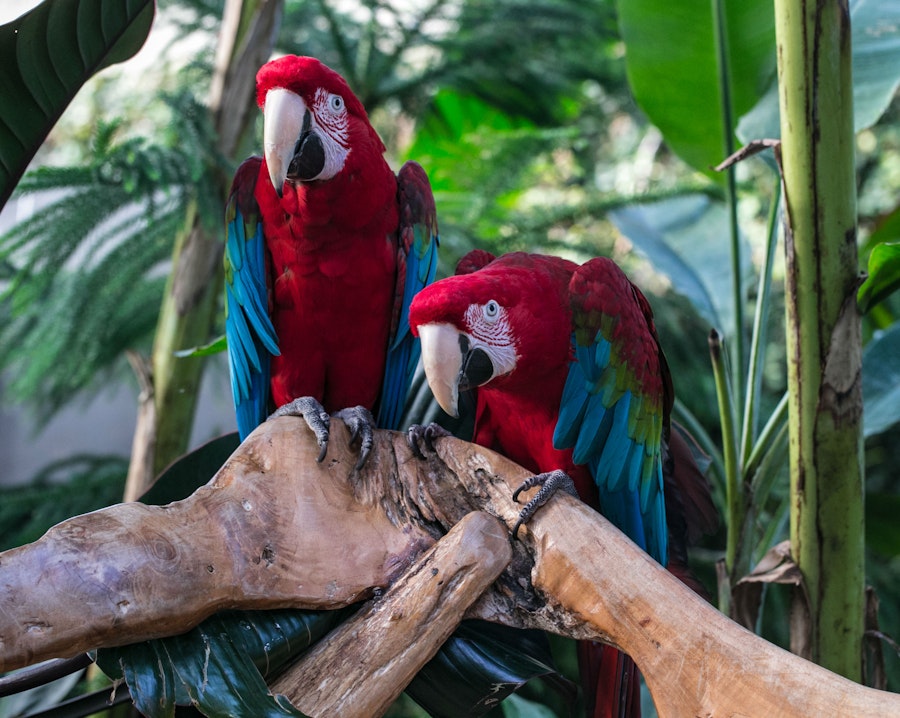 Vancouver Bloedel Conservatory Tickets Hellotickets