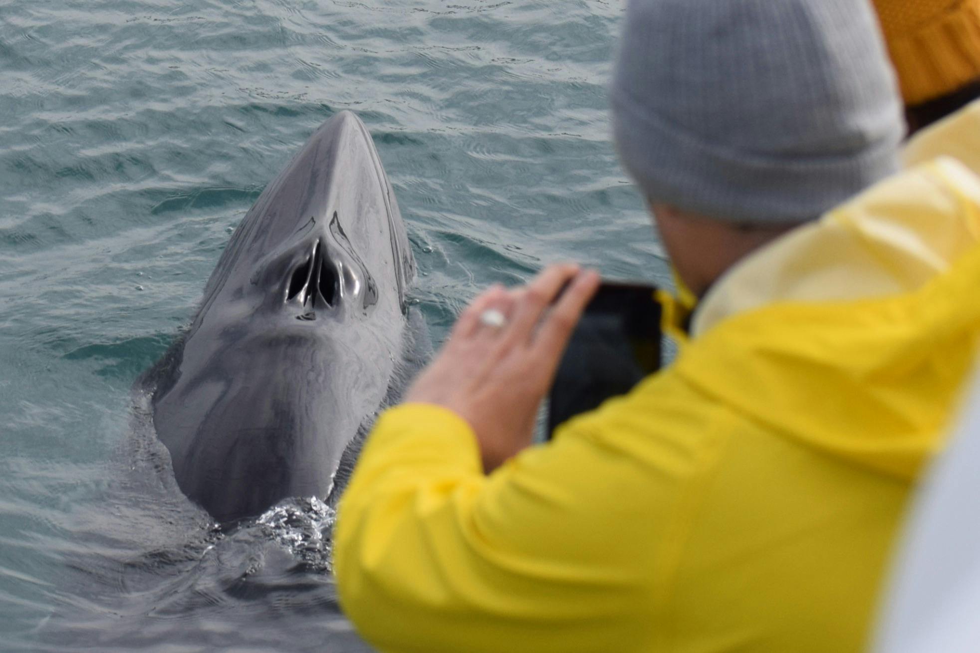 一个穿着黄色夹克和灰色豆豆的人在水中拍摄一只浮出水面的鲸鱼。