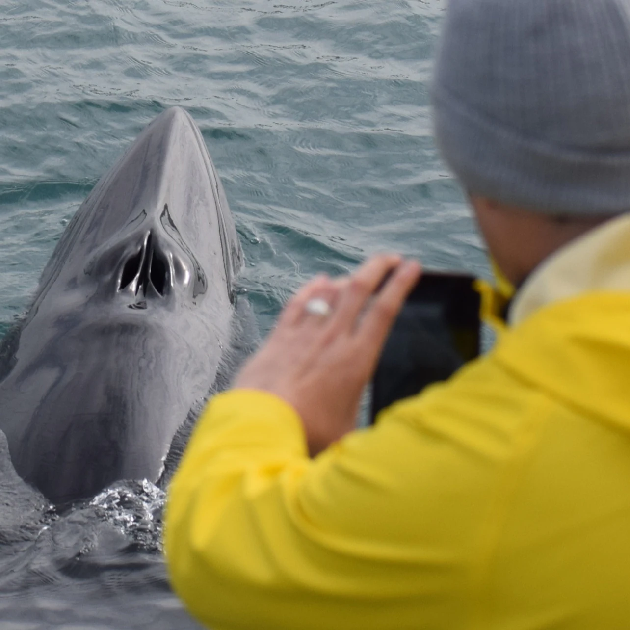 Whale Watching