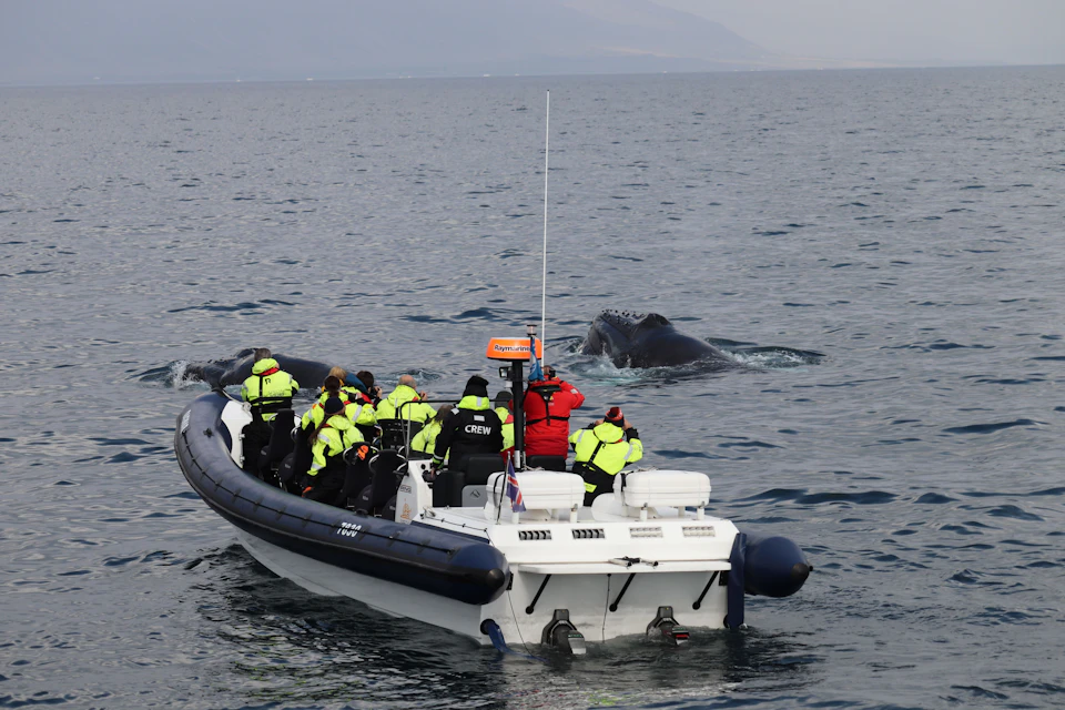 A group of people in bright yellow jackets observe a surfacing whale from a boat on a calm ocean.