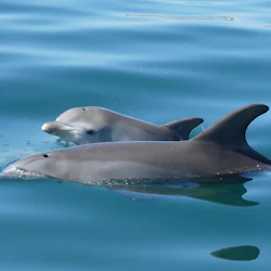 Dolphin Discovery Centre Bunbury: Eco-Cruise Tour 2