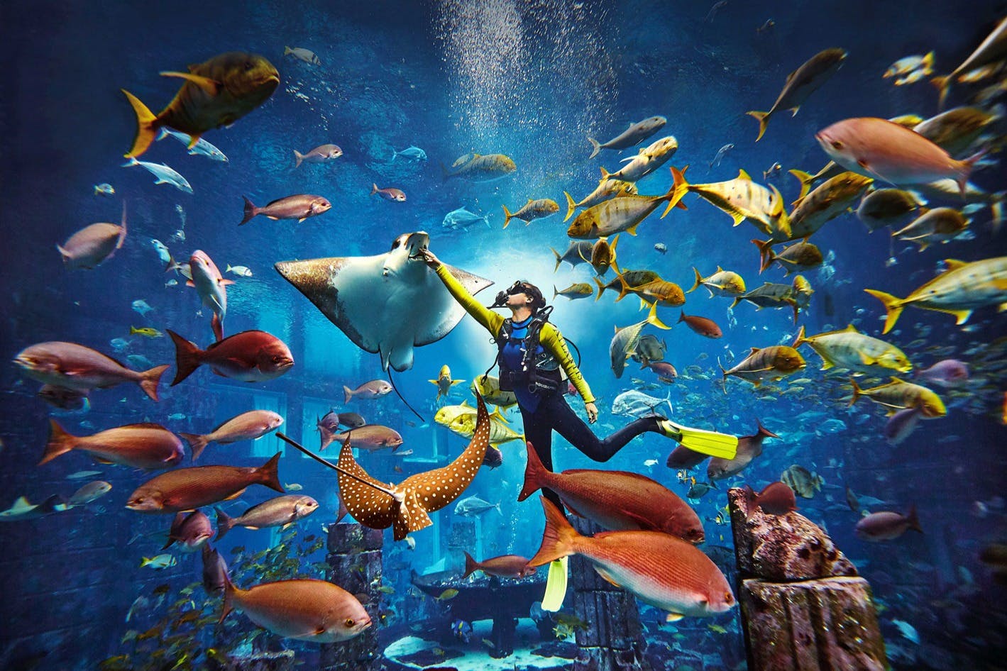 棕榈岛亚特兰蒂斯酒店-大使泻湖