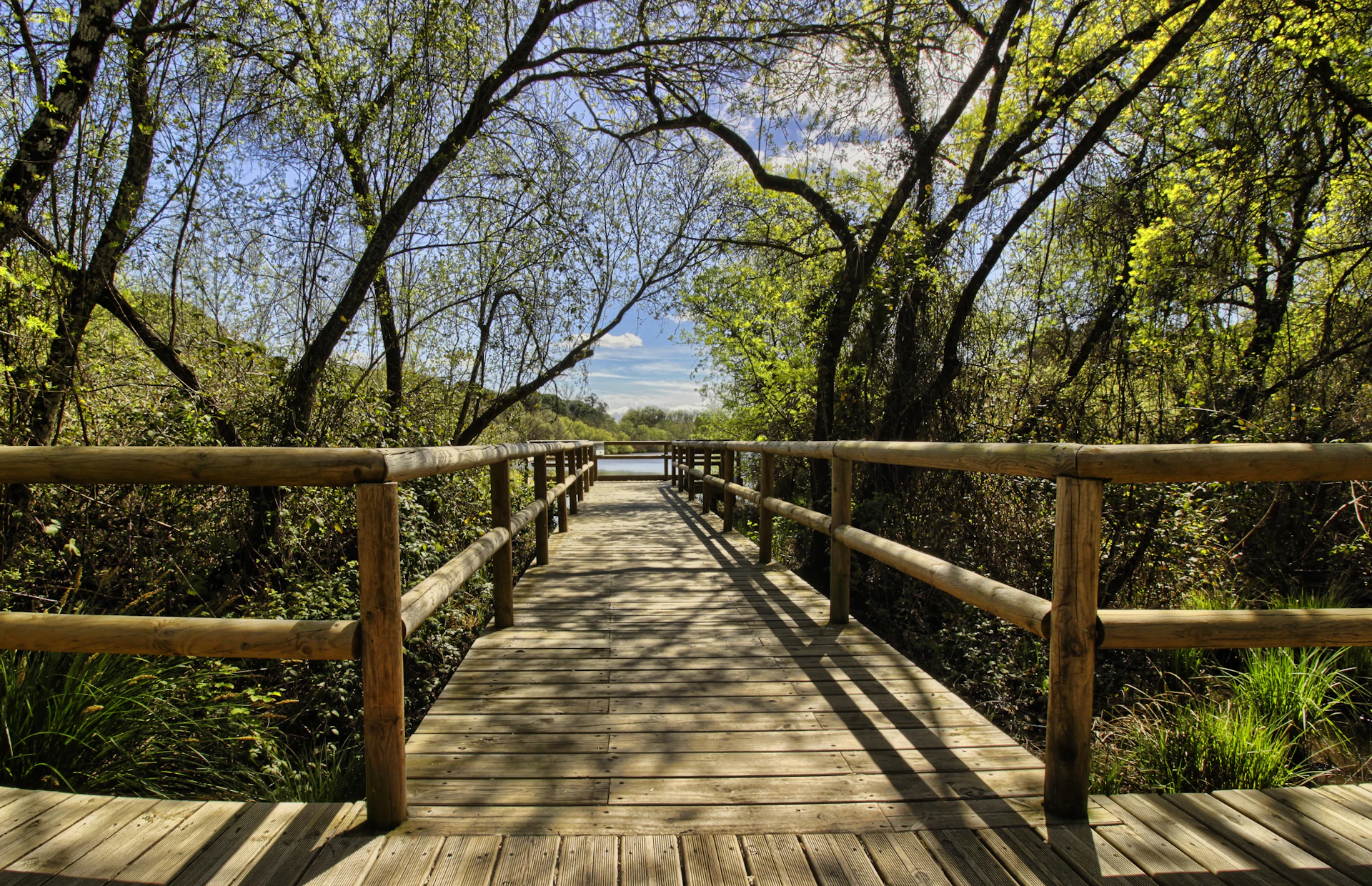 A wooden boardwalk with railings extends through lush greenery towards a lake under a clear, sunny sky.