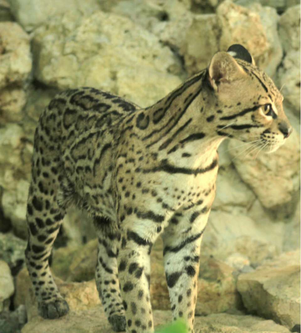 A spotted wildcat standing on rocky ground, looking to the right, against a background of light-coloured rocks.