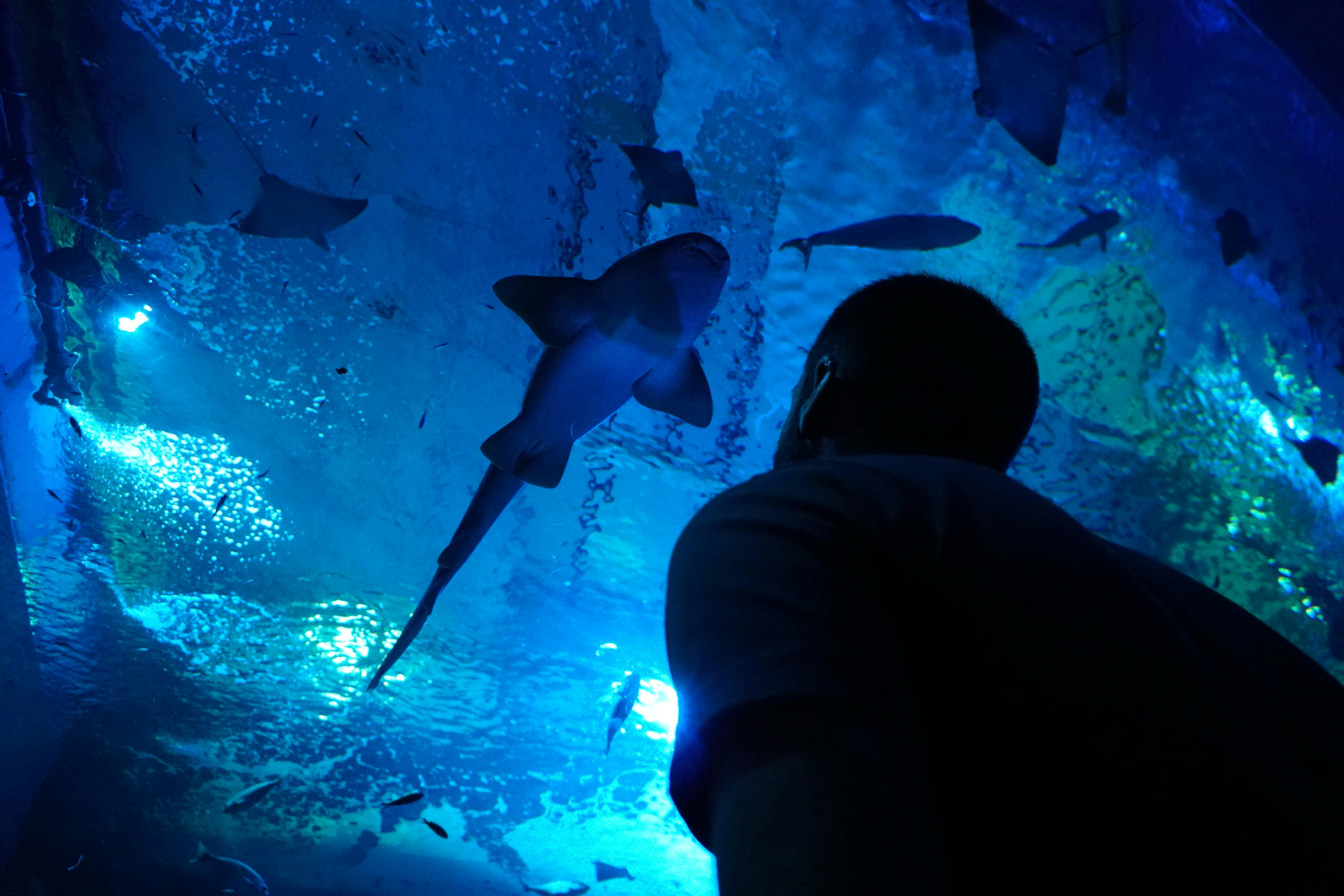 Una persona osserva uno squalo che nuota sopra di lei in un acquario illuminato di blu.