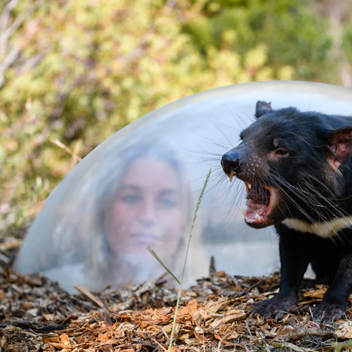 Tasmanian Devil Unzoo: General Admission