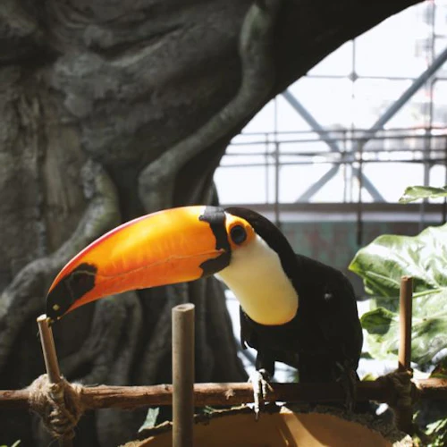 A toucan with a large orange beak perched on a wooden branch with greenery and tree trunk in the background.