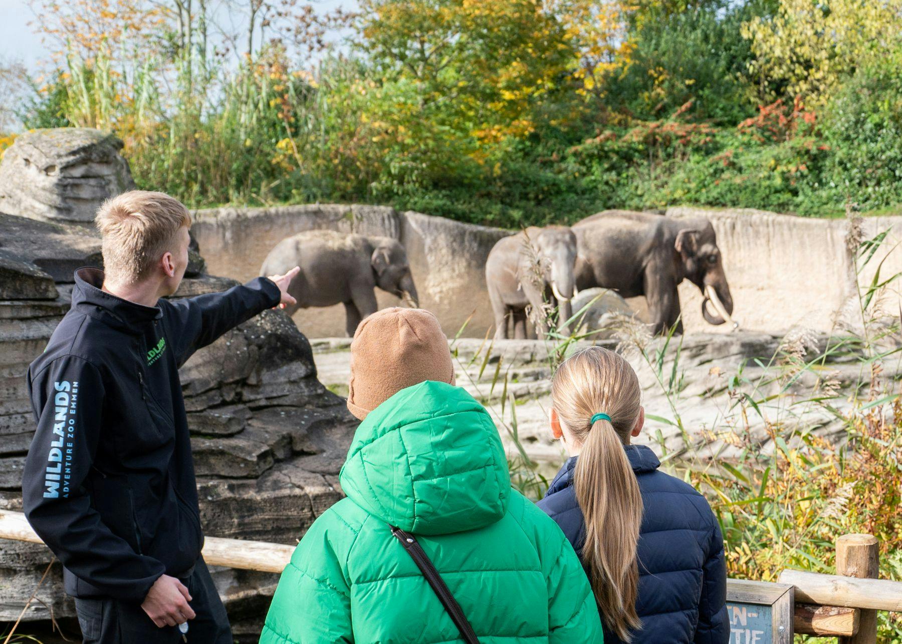 A guide points towards three elephants in an outdoor enclosure as two visitors with jackets observe. Trees and foliage are in the background.