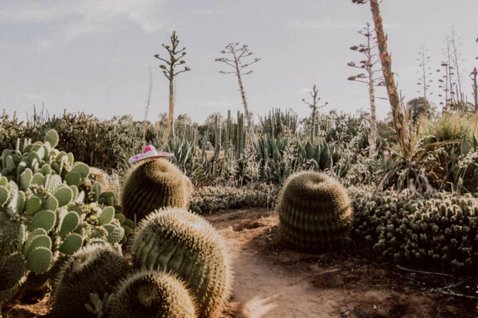 Cactus Country