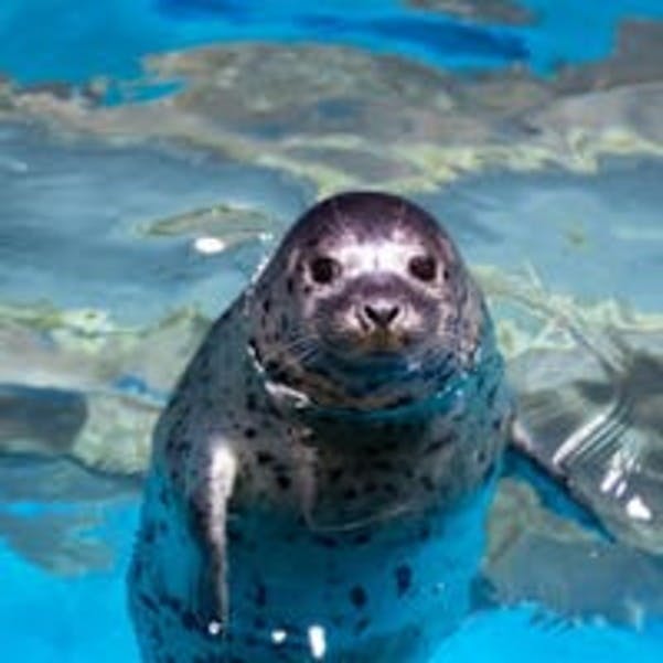 Skvrnitý tuleň s hlavou nad vodou, plavající v modrém bazénu.