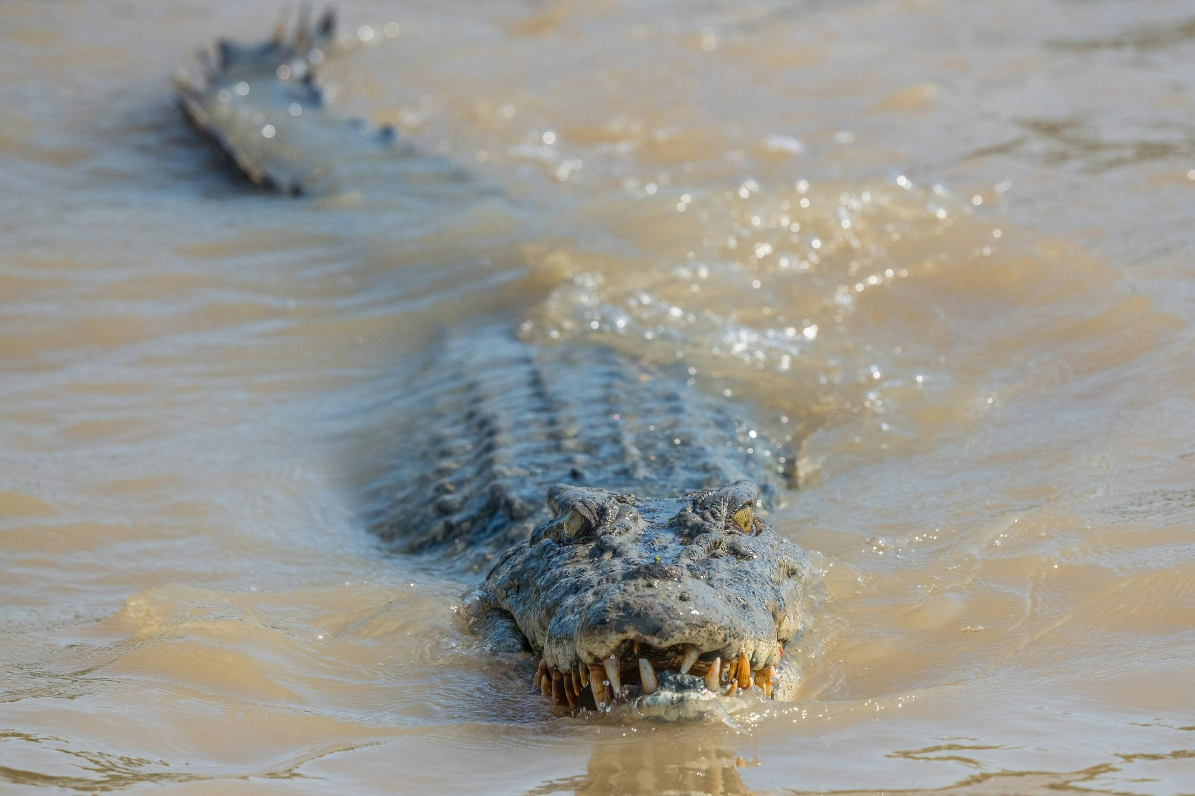 Female saltwater crocodile swimming