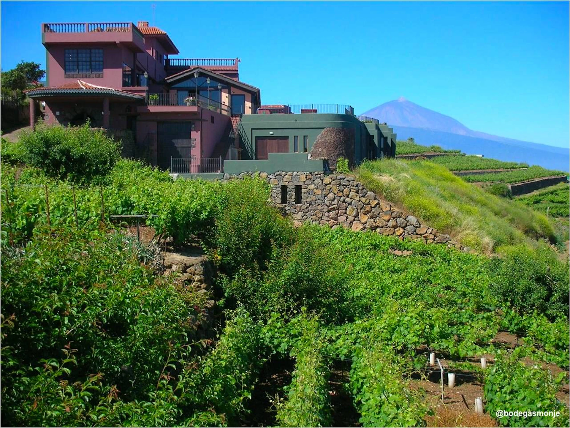 A hillside vineyard with green foliage, stone terrace walls, and a red house in the background under a clear blue sky.