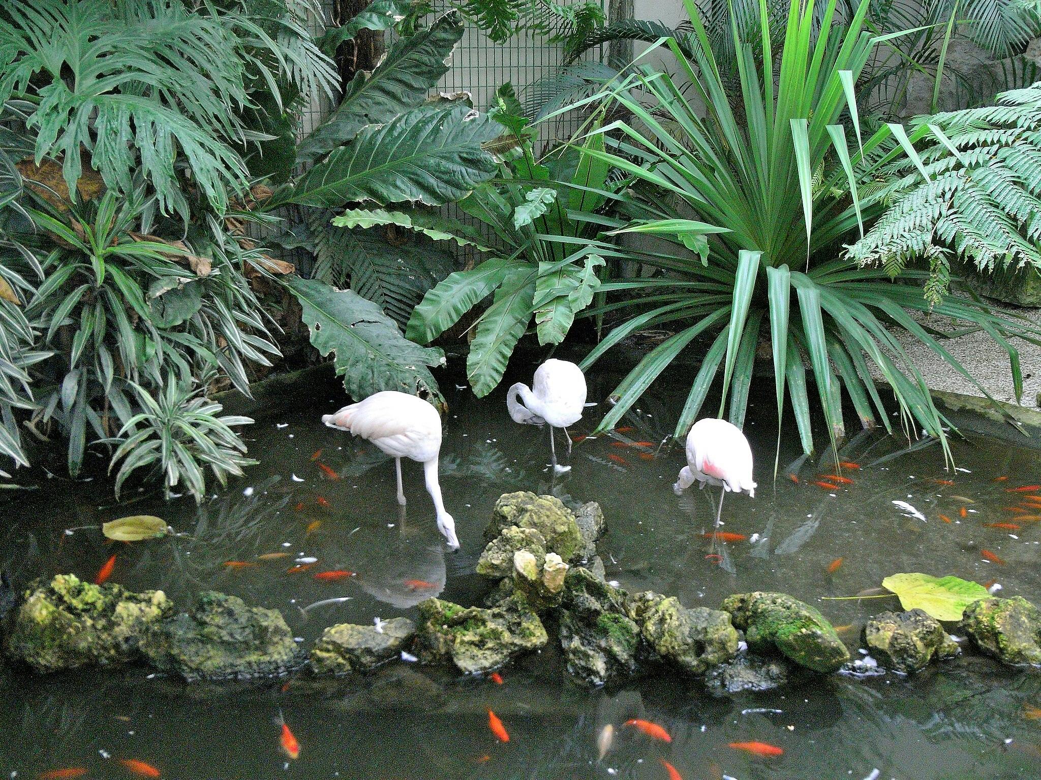 Three flamingos wade in a pond surrounded by lush green plants and fish swimming in the water.