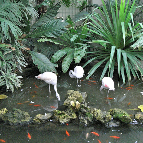 Tre flamingor vadar i en damm omgiven av frodiga gröna växter och fiskar som simmar i vattnet.