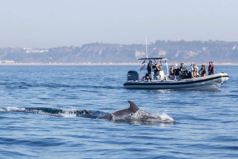 Dolphins of Lisbon