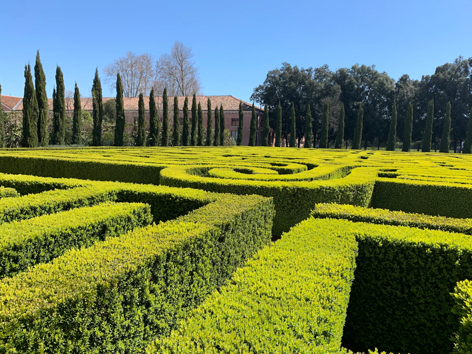 Well-manicured hedge maze with tall trees and a building in the background under a clear blue sky.