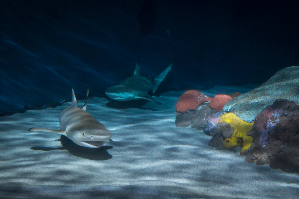 Two sharks swim in a dark aquarium, with coral formations visible on the sandy floor.