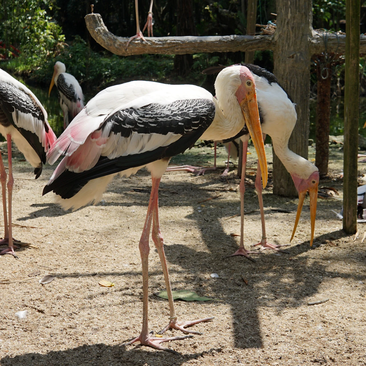 Large birds with long legs and orange beaks standing on sandy ground, surrounded by trees and wooden structures.