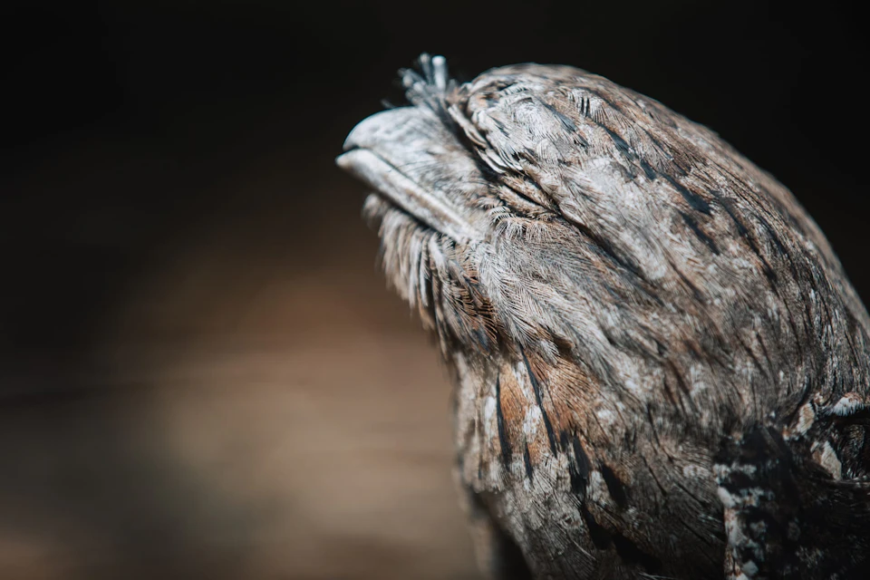 Eagles Heritage