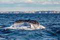 Cruzeiro de aventura para observação de baleias em Sydney
