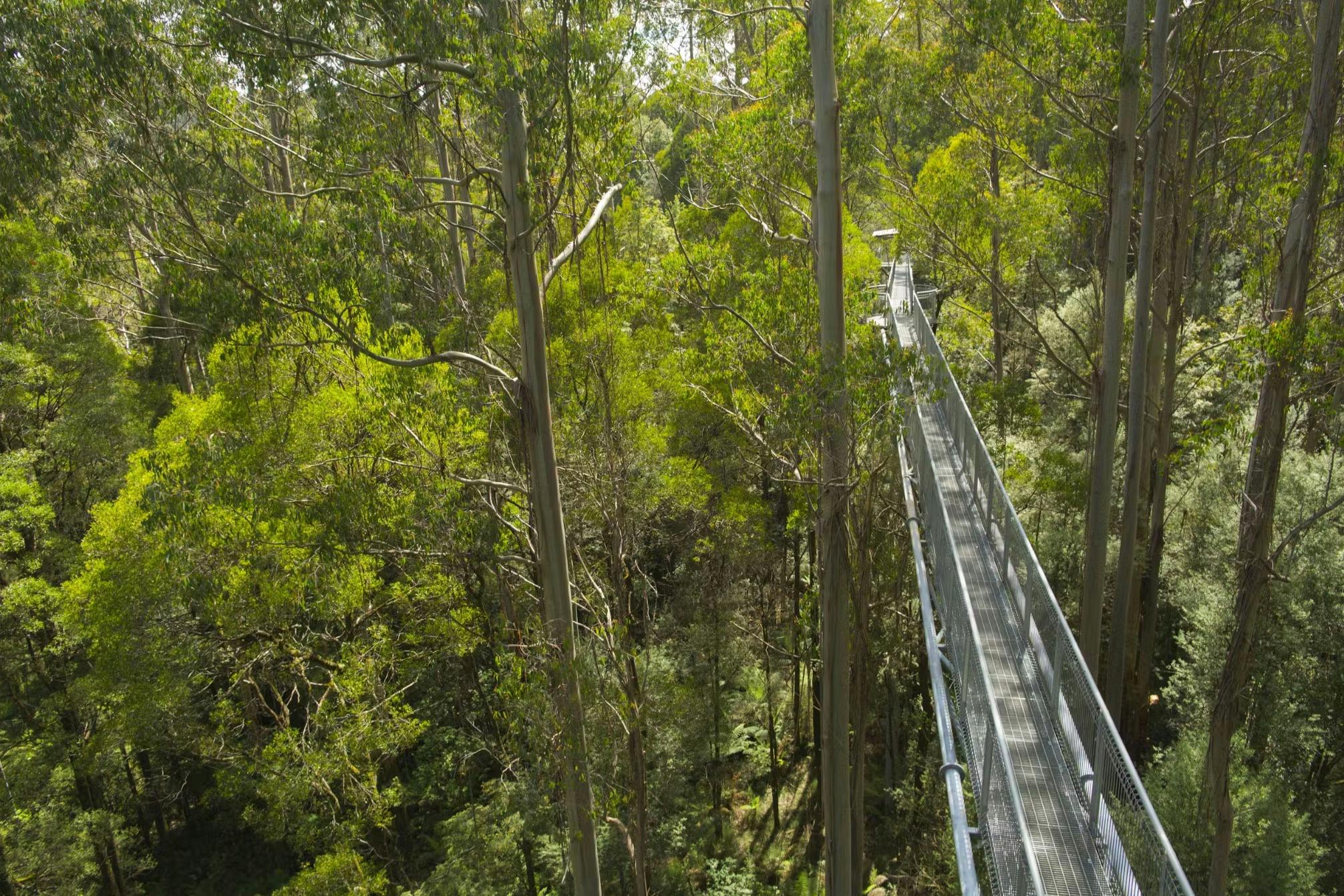 Otway Fly Treetop Adventures: Treetop Walk in Weeaproinah – Tiqets