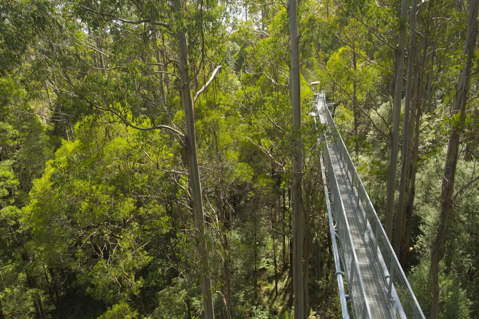 A metal walkway elevated among tall trees in a dense forest, with lush green foliage visible surrounding the area.