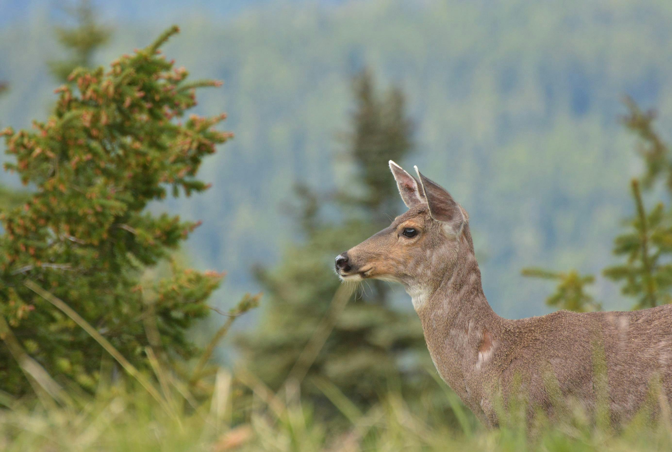 A deer stands in a grassy area with pine trees and blurred mountains in the background.