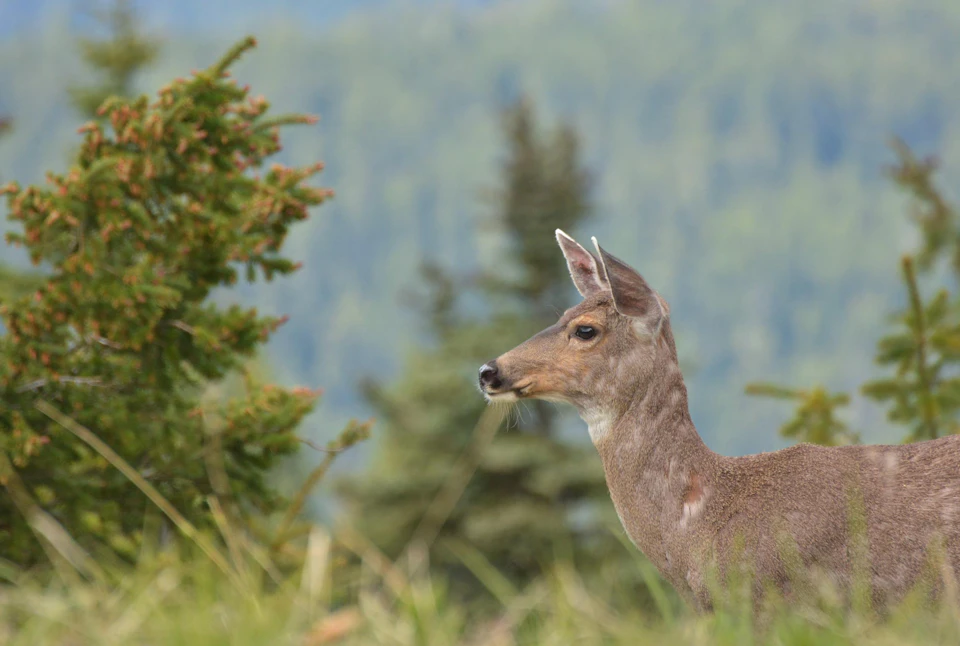 A deer stands in a grassy area with pine trees and blurred mountains in the background.