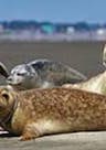 Zeehonden