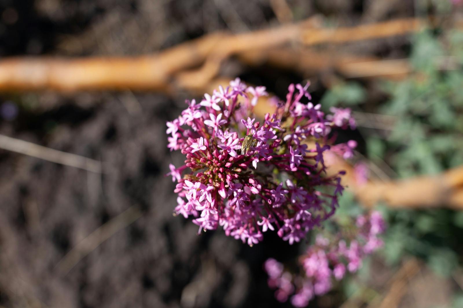 Αγριολούλουδα