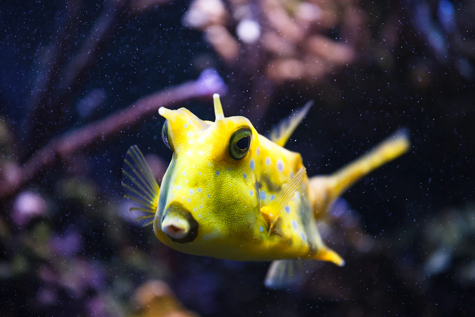 Aquarium ONIRIA