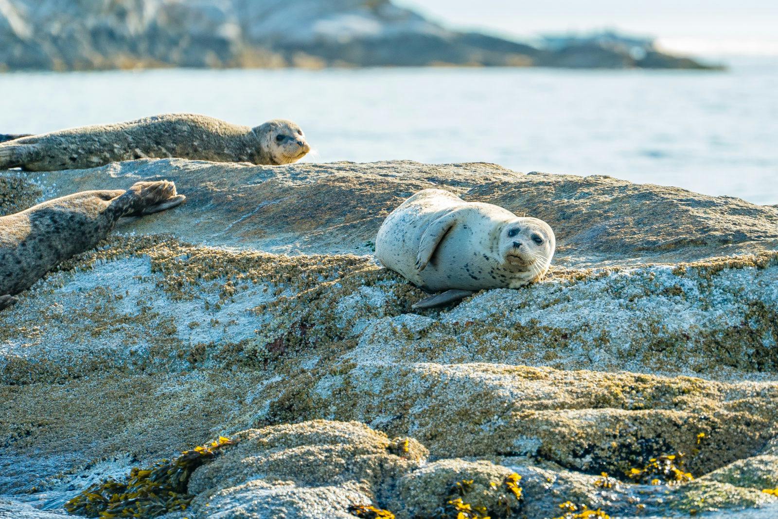 Local seal colony