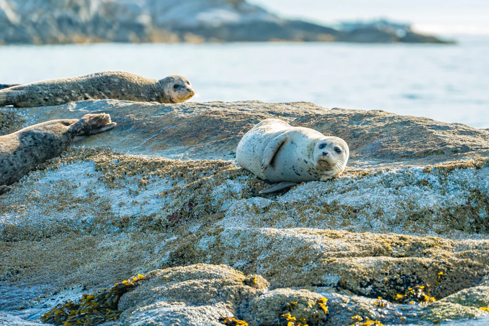 Local seal colony