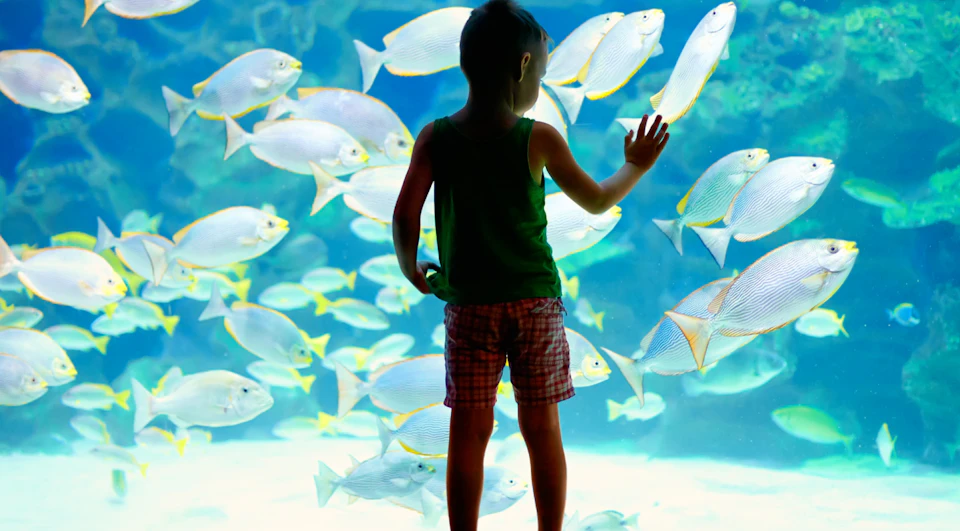 A child in a green tank top and plaid shorts gazes at a large aquarium filled with numerous fish.