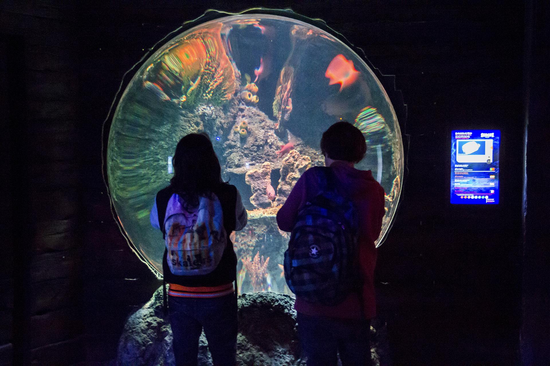 Two people with backpacks admire a large, spherical aquarium displaying colorful fish and corals in a dark setting.