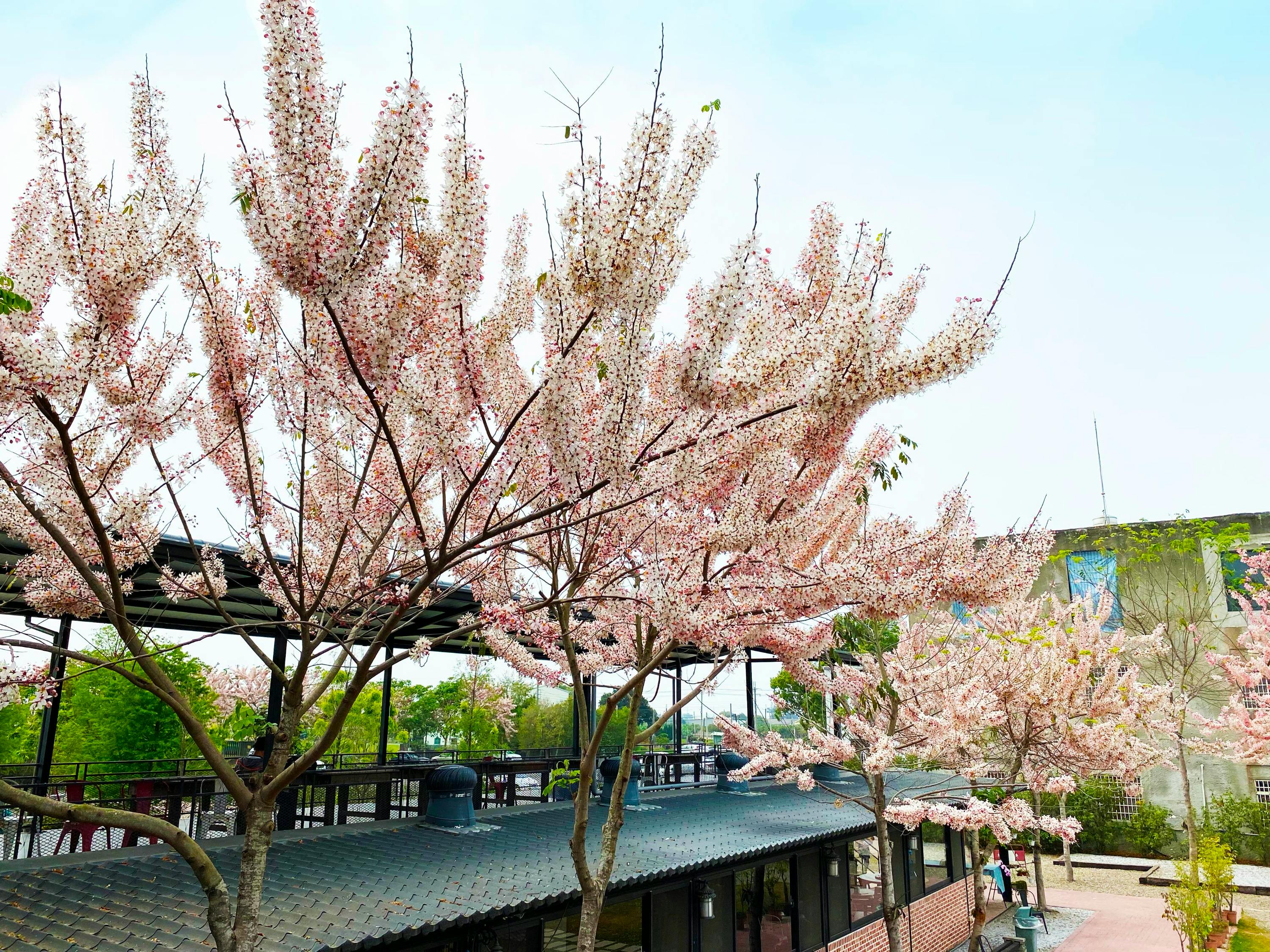 Pink flowering trees above a building with a tiled roof, under a clear sky.