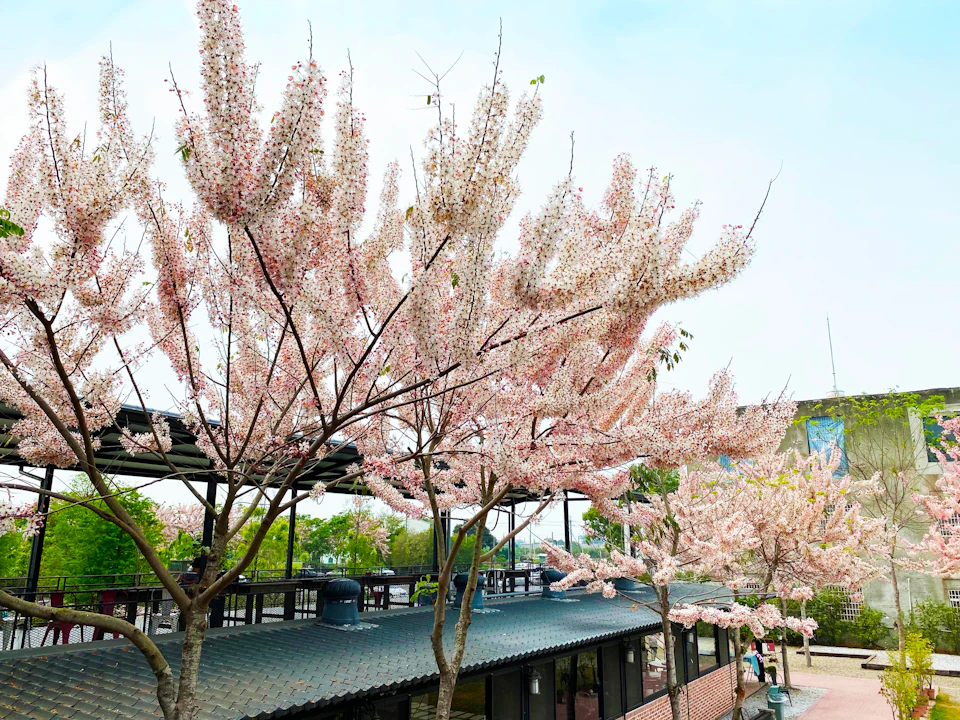Pink flowering trees above a building with a tiled roof, under a clear sky.