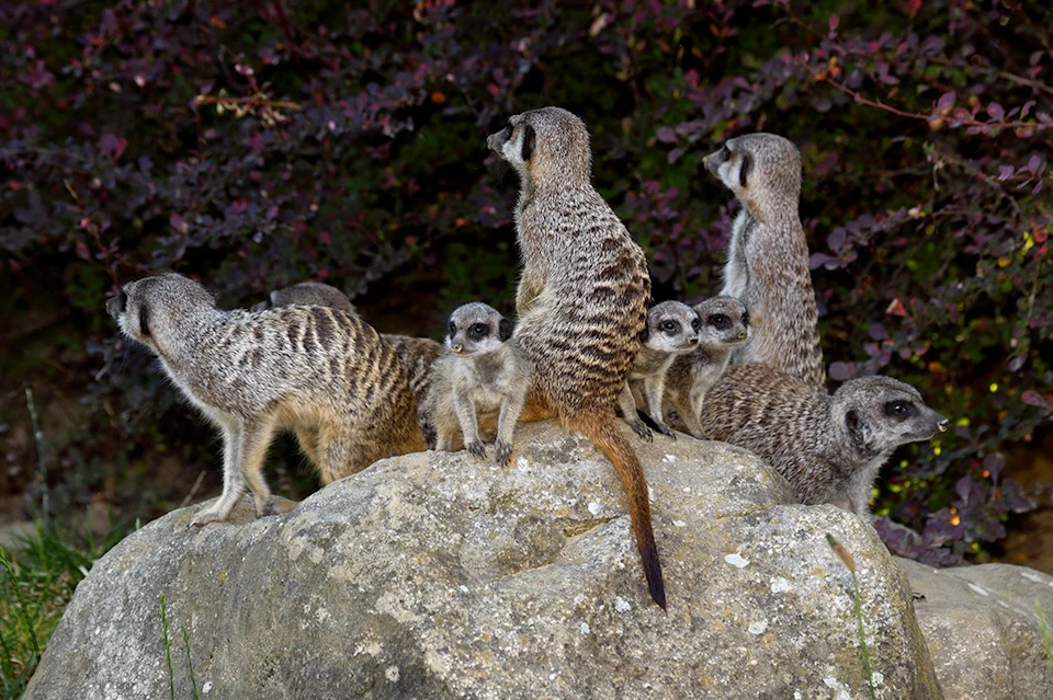 Meerkat